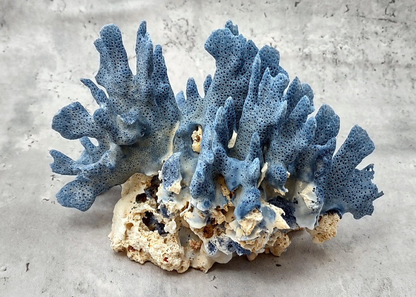 Blue Ridge Coral Cluster (1 coral 7-8+ inches) Great Blue coral cluster for any coastal collection or fun artistic display!
