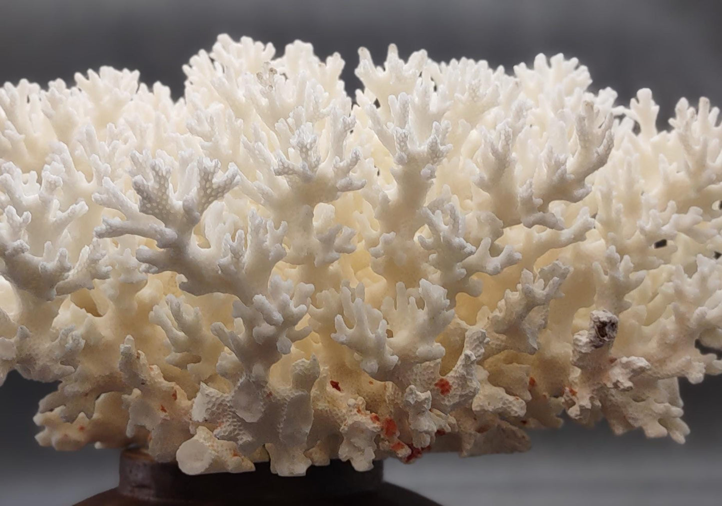 White Lace Coral Large Cluster Pocillopora Damicornis (1 coral approx. 9.5L x 4H X 7.5D inches) White Coral Centerpiece for coastal display!
