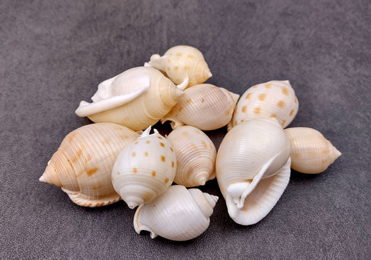 Japanese Bonnet Seashells India Phalium Bisulcatum (10 shells approx. 1.5+ inches) Adorable shells for any coastal collection or display!