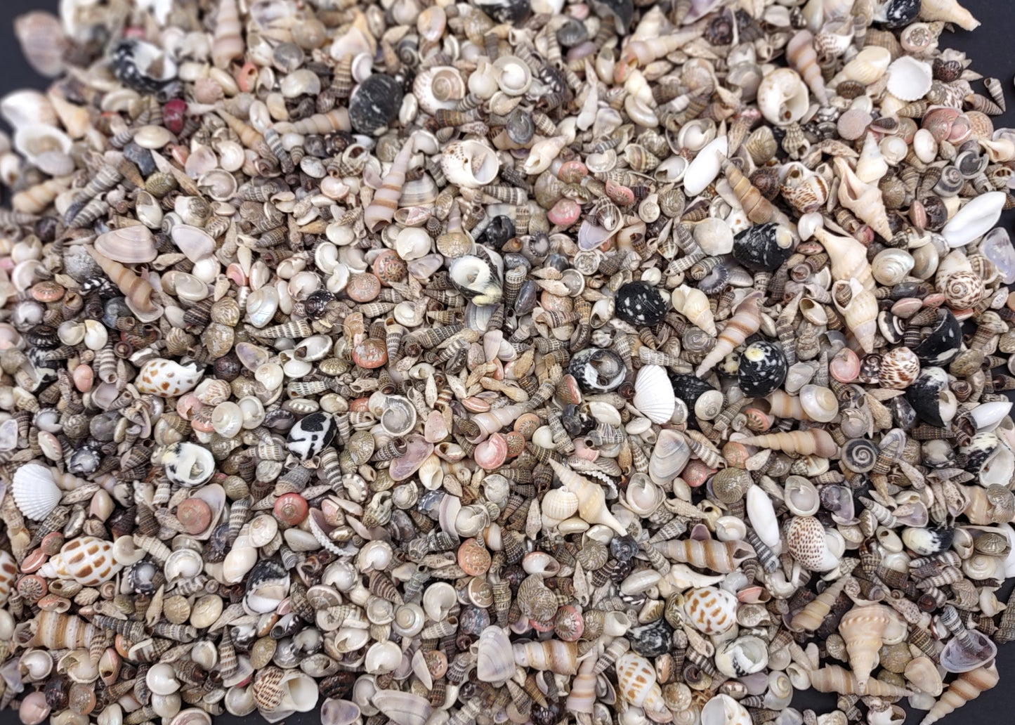 Tiny Seashell Assorted Ocean Mix For Crafts (approx. 1 cup 750+ shells 0.25+ inches) Special shells for coastal crafting and collections!