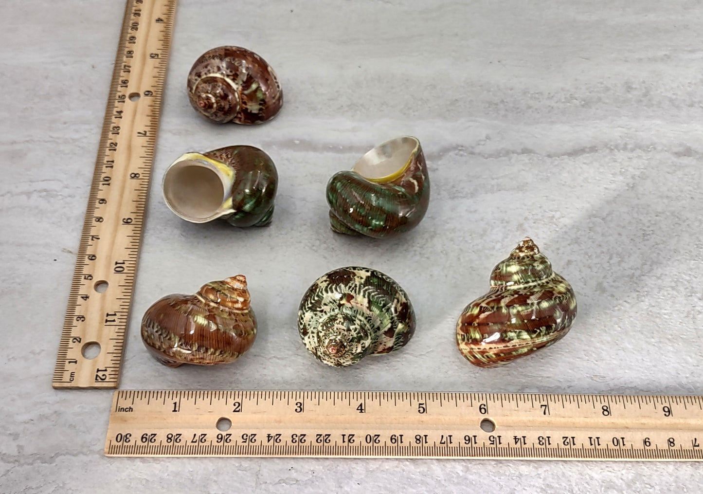 Tapestry Turbo Seashells Green Speckled Turbo Petholatus (2 shells approx. 2+ inches) Green Turbo Shells for hermit crab homes art & crafts!