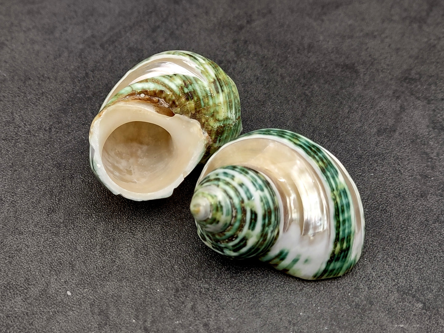 Banded Green Turbo Seashells Turbo Chrysostomus (2 shells approx. 1.5+ inches) Unique shells for coastal crafting décor & collections!