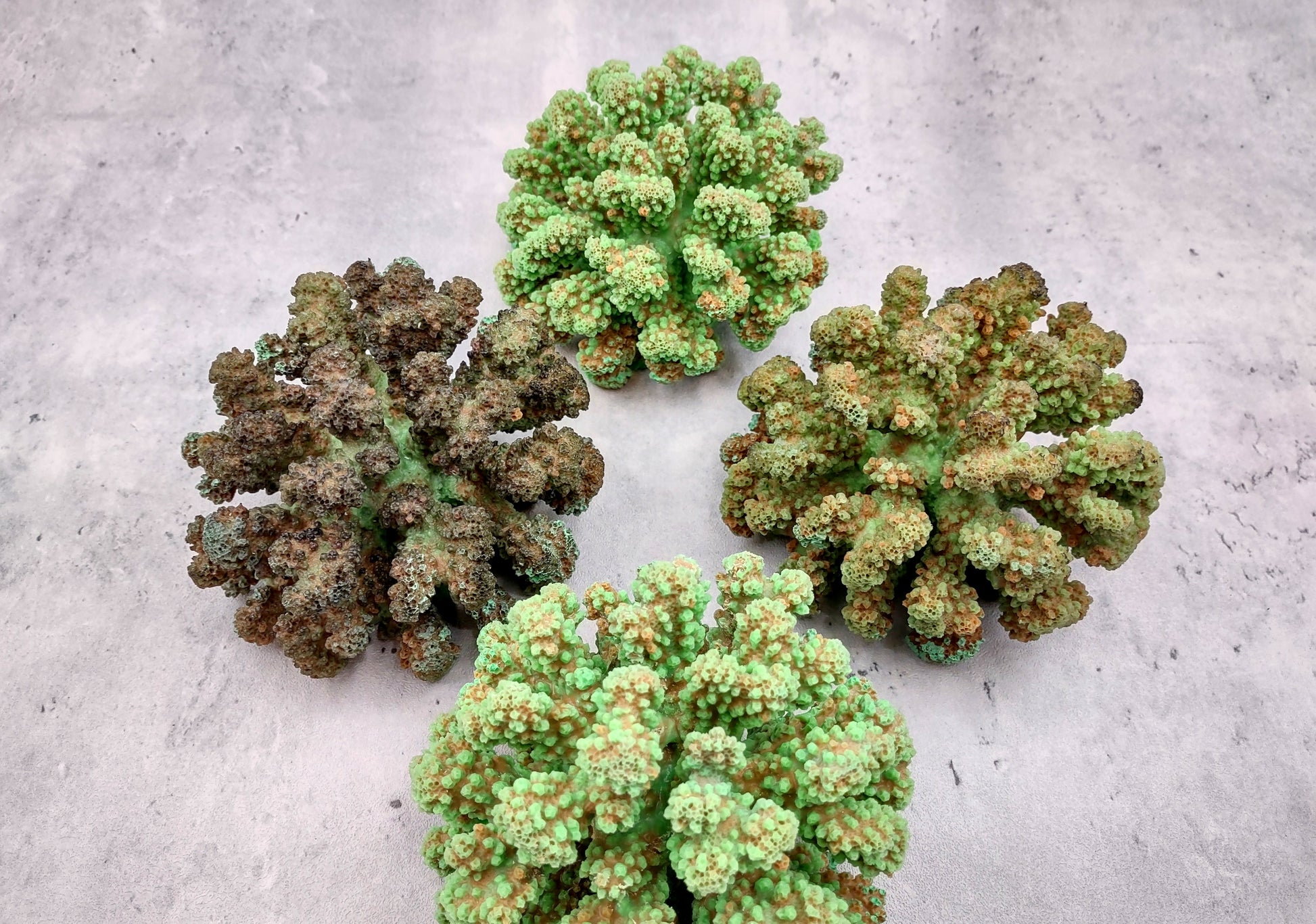 Green FAUX Cluster Coral - Pocillopora Elegans - 1 faux coral approx. 5Wx3Dx4T on light background Copyright 2024 SeaShellSupply.com.