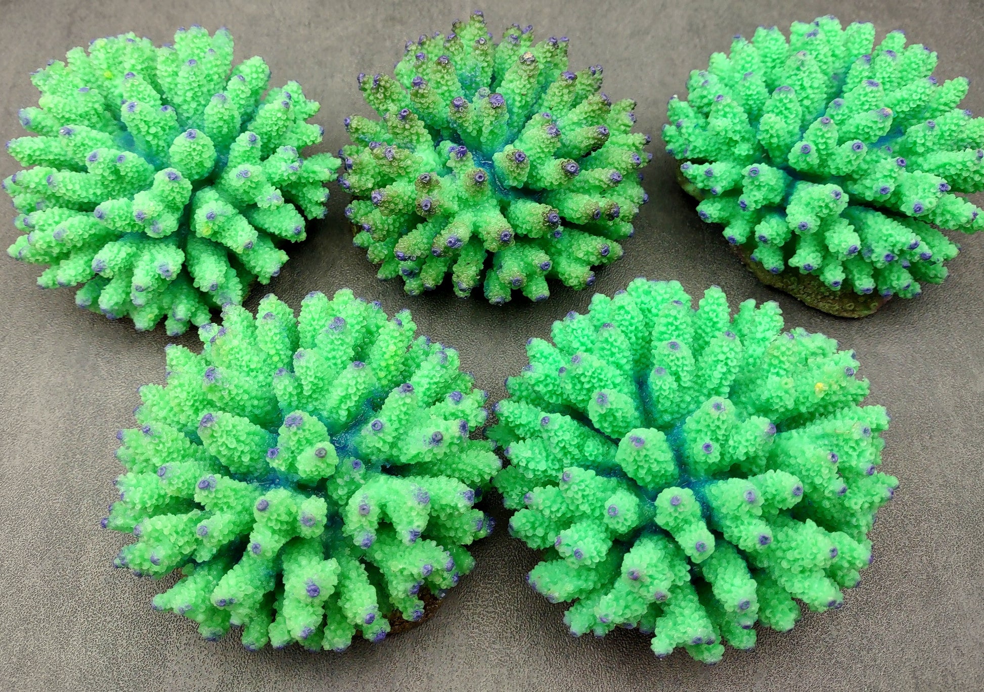 Green FAUX Finger Coral - Acropora Nasuta - (1 FAUX Coral approx. 4Wx3Tx4D inches) on light background. Copyright 2024 SeaShellSupply.com.