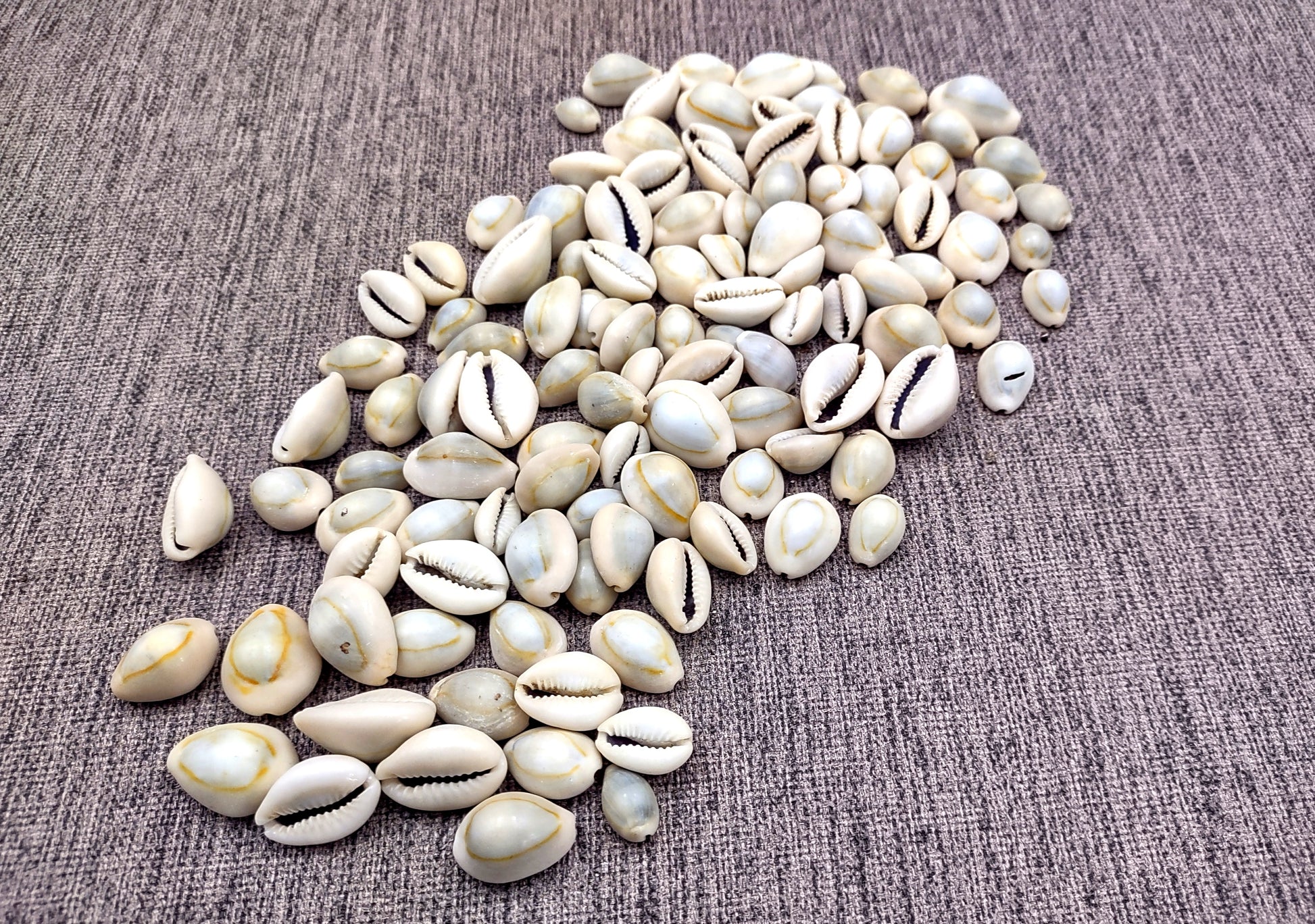 Ring Top Cowrie Seashells - Cypraea Annulus - (approx. 40-50 shells .5-.75 inches) Orange and tan ombre shells in pile. Copyright 2024 SeaShellSupply.com.