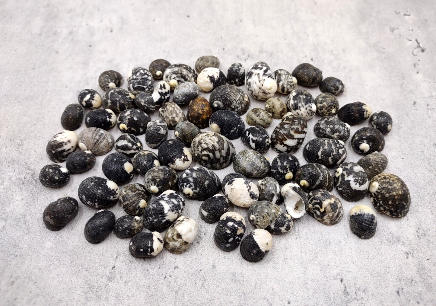 Black Moon Seashells Nerita Peloronta (approx. half cup 45+ shells 0.25+ inches) Special shells for any coastal themed arts and crafts!