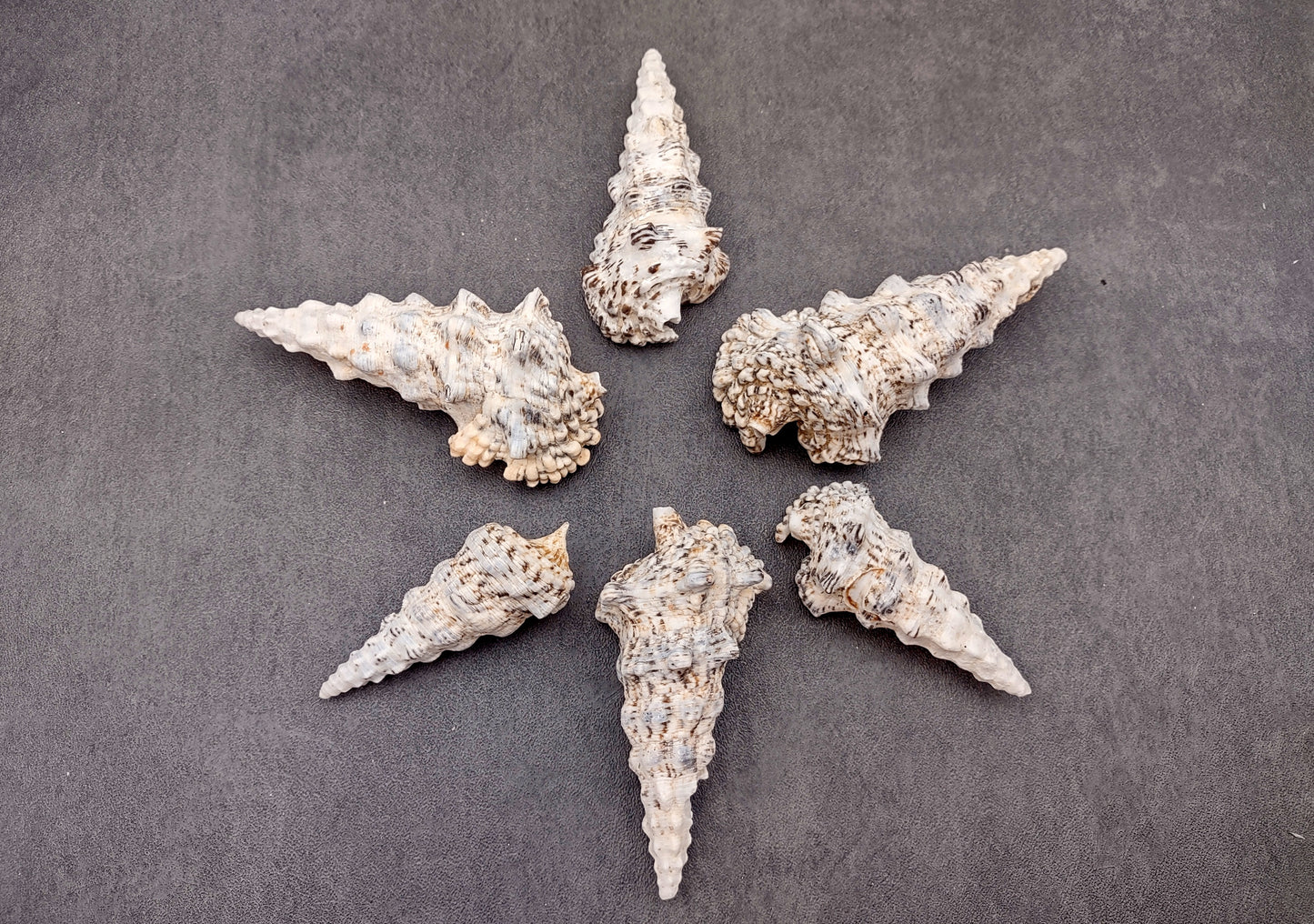 Knobby Cerithium Seashells (3 shells approx. 2+ inches) Adorable ocean sea shells for any coastal collection or display!