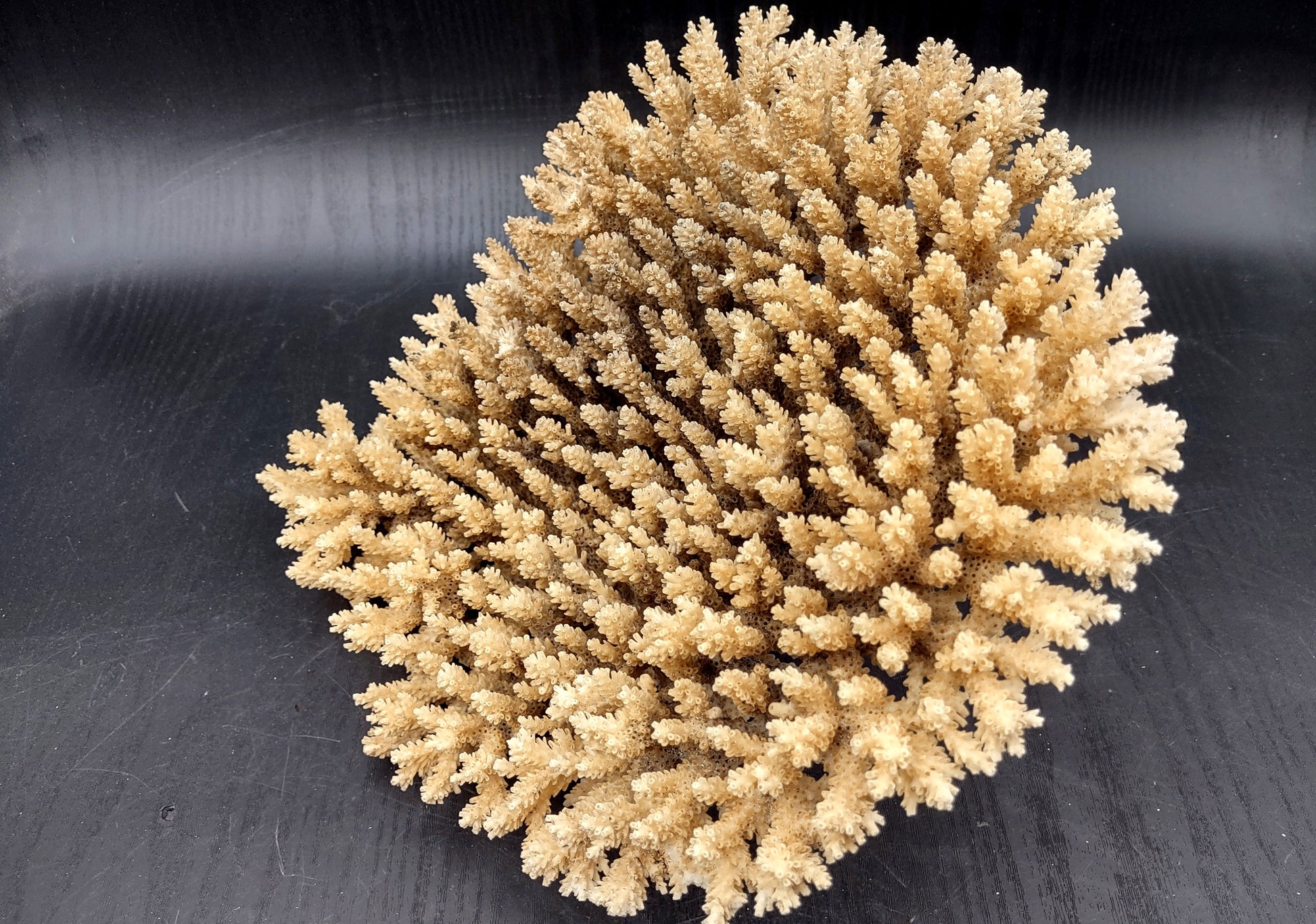 Image of Off White Natural Table Coral Large Cluster Acropora Latistella (1 coral approx. 10L x 6H x 10D inches) Copyright 2024 SeashellSupply.com