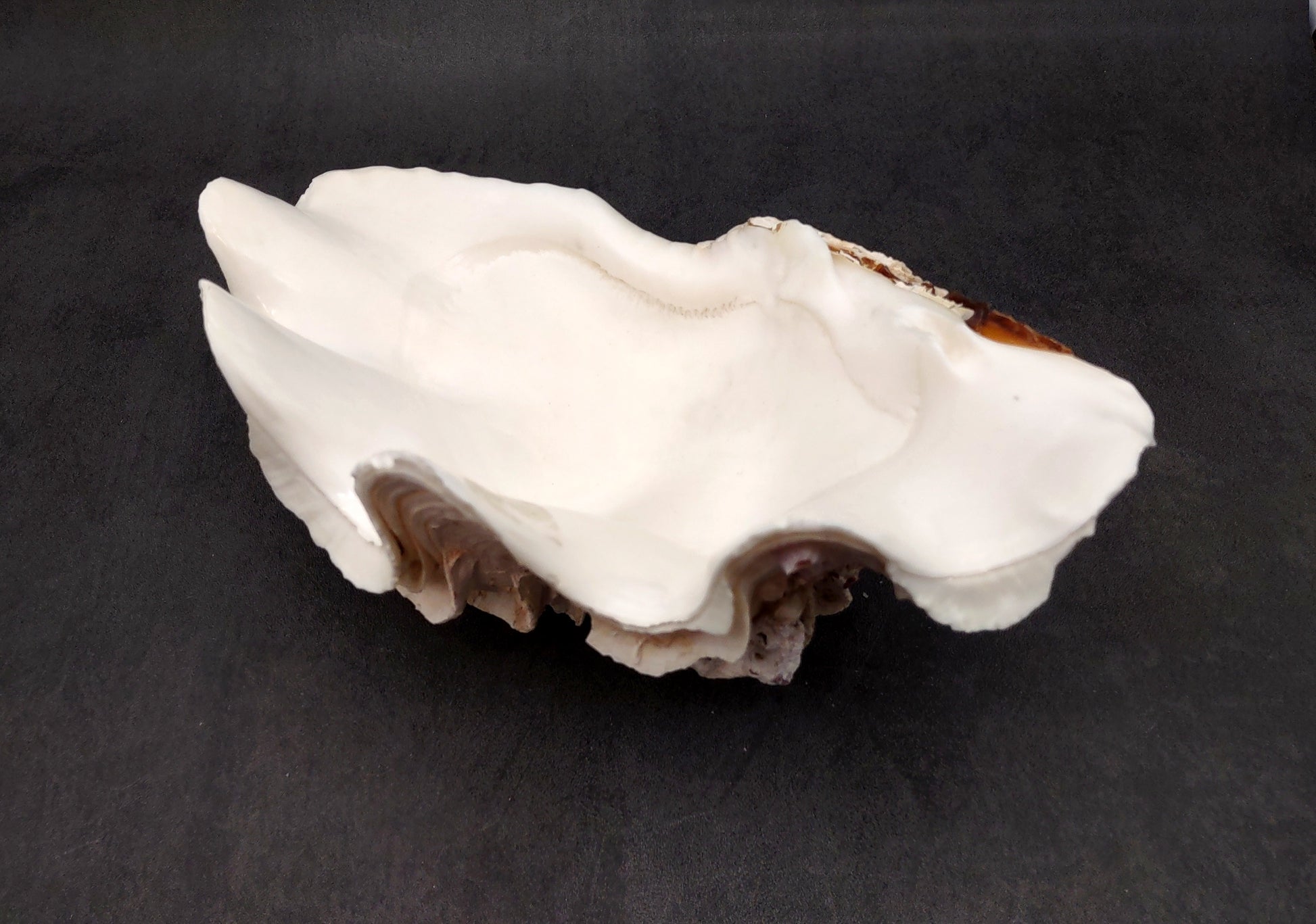 Giant Ruffled Clam Shell Half (1 half shell approx. 10.25L x 3.25H x 6.5D inches) Great rare clam shell for decor & display! Natural colored and weathered clam shell. Copyright 2024 SeaShellMart.com