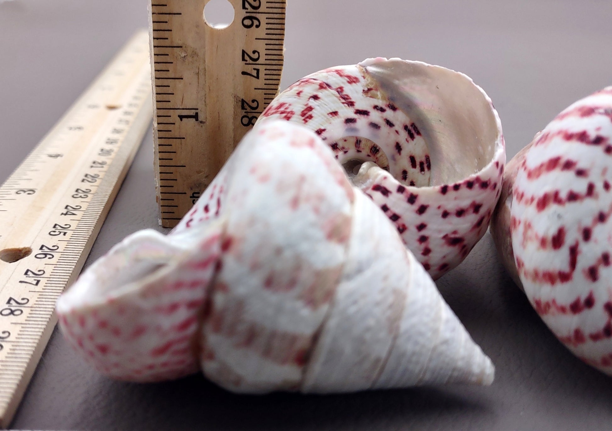 Strawberry Trochus Seashells - Techtus Conus - (4 shells approx. 1.5-2.5 inches). Four spiral pink and purple shells laid out to show the different angles. Copyright 2024 SeaShellSupply.com.