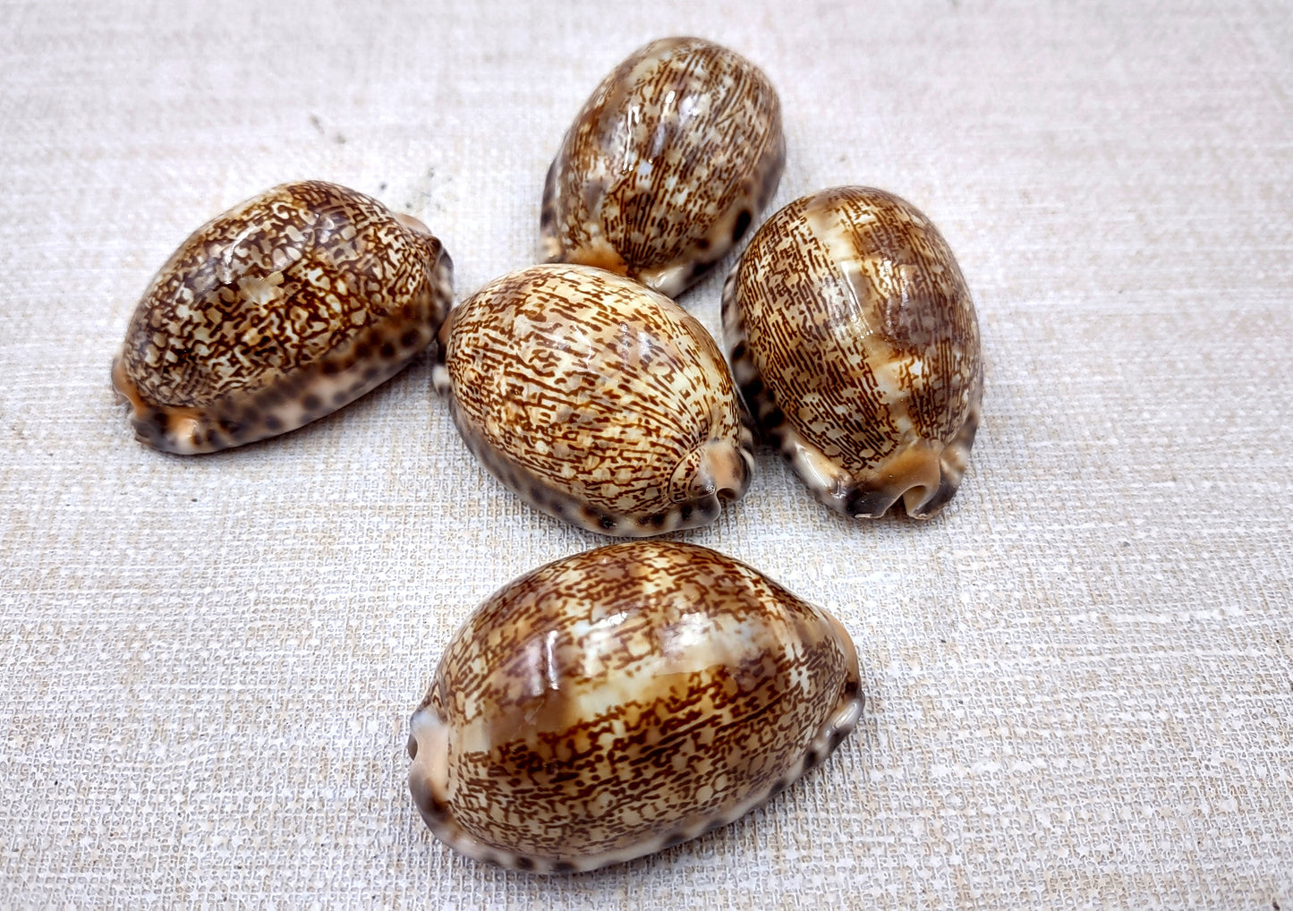 Arabic Cowrie Seashells - Cypraea Arabica - (5 shells approx. 1.5-2 inches). Copyright 2024 SeaShellSupply.com.