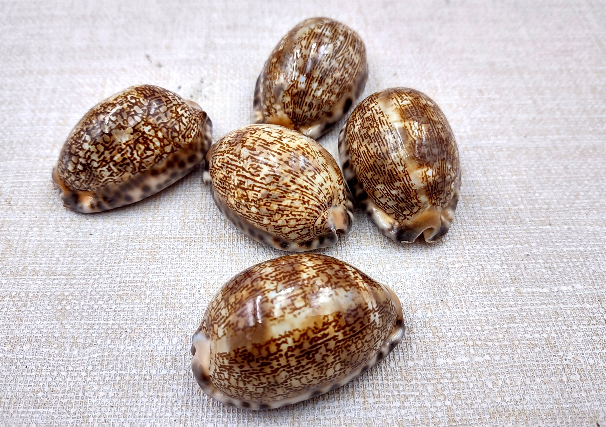 Arabic Cowrie Seashells - Cypraea Arabica - (5 shells approx. 1.5-2 inches). Copyright 2024 SeaShellSupply.com.