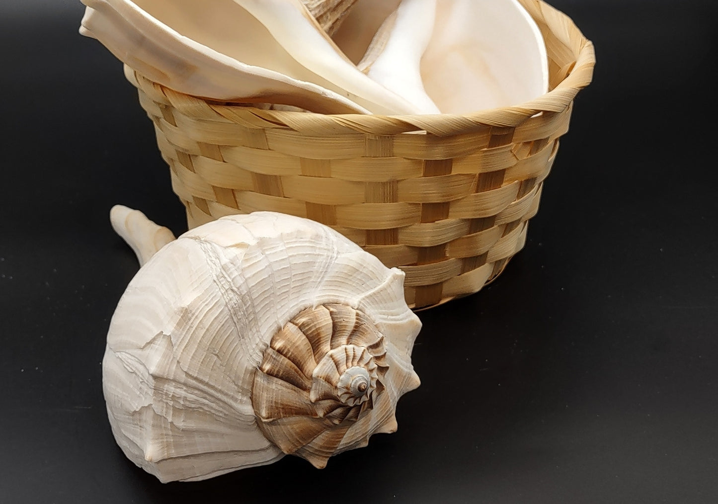 Left Handed Lightning Whelk Seashell Busycon Contrarium (1 shell approx. 8+ inches) Great shells for coastal crafting decor & collections!