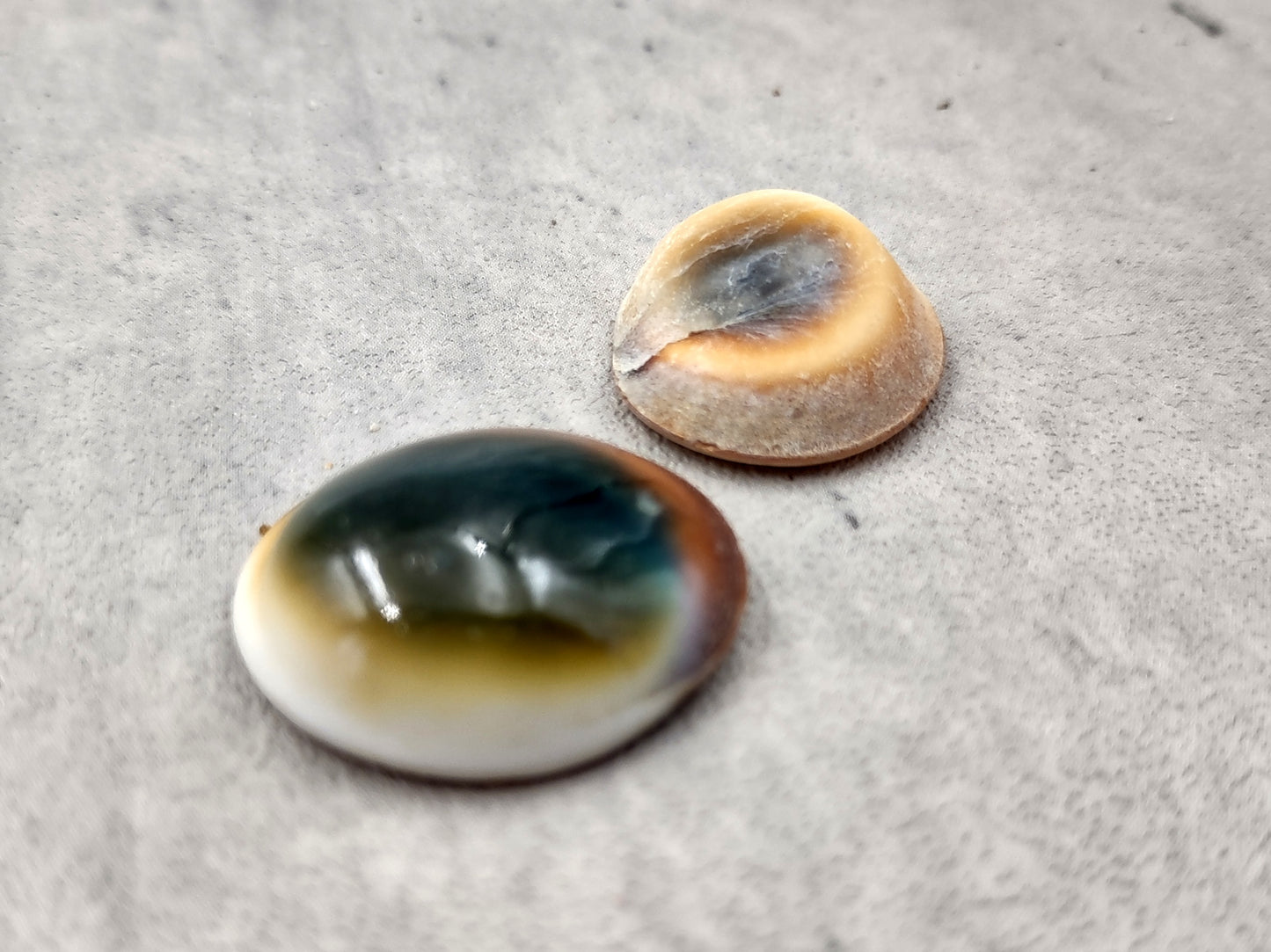 Cats Eyes Seashells Turbo Opercula (5 shells approx. 1+ inch) Unique shells for coastal crafting décor & collections!