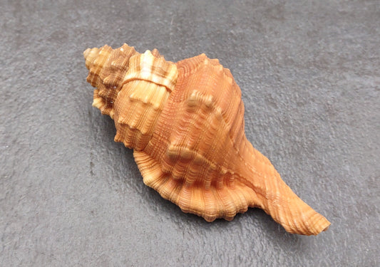 Pear Triton Seashell (3-3.5 inches) - Cymatium Pyrum. Two orange and red shells showing the top and bottom angles. Copyright 2022 SeaShellSupply.com.