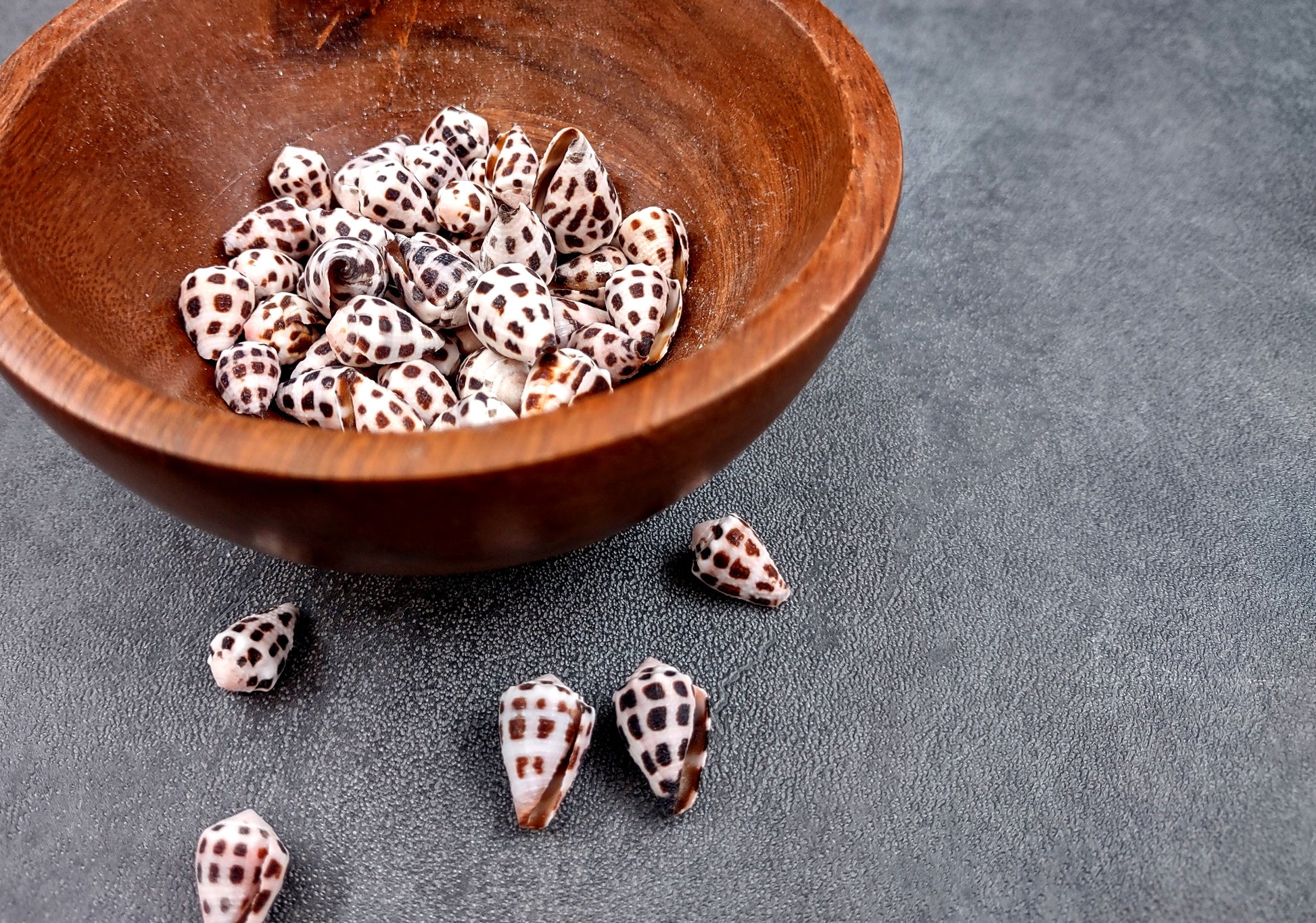 Photo of Extra Small Hebrew Cone Seashells Conus Ebraeus (5 shells approx. 0.25+ inches). Copyright 2024 SeashellSupply.com