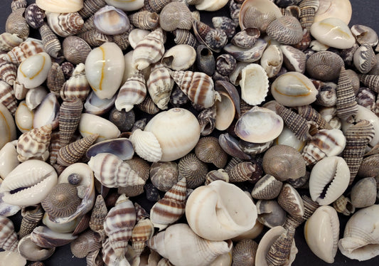 Extra Small Seashell Assorted Ocean Mix (approx. 1 kilogram 0.50+ inches) Superb shells for coastal crafting and collections!