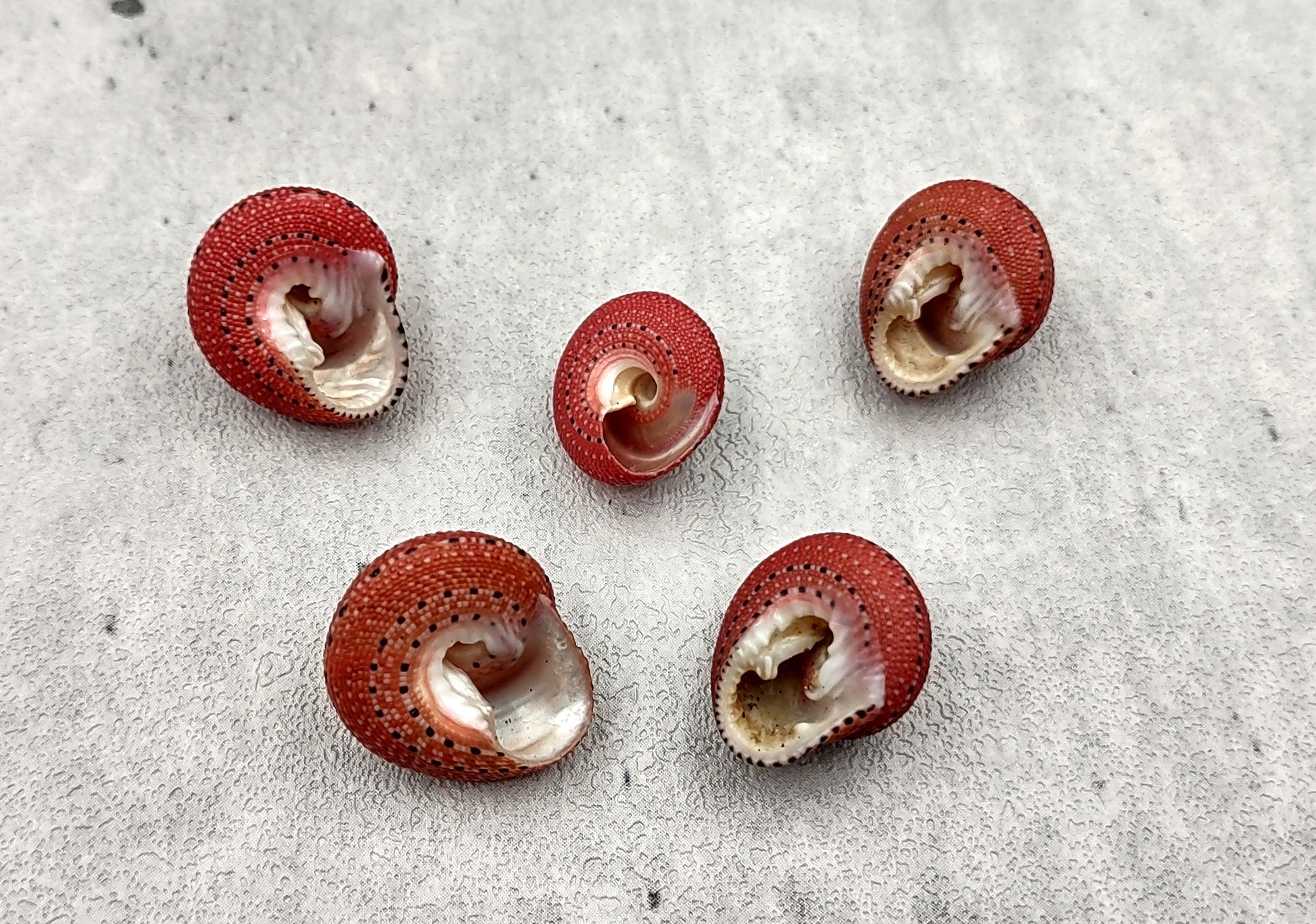 Strawberry Top Seashells (5 pcs.) - Clanculus Puniceus. Very beautifully brightly colored strawberry shell. Copyright 2022 SeaShellSupply.com.