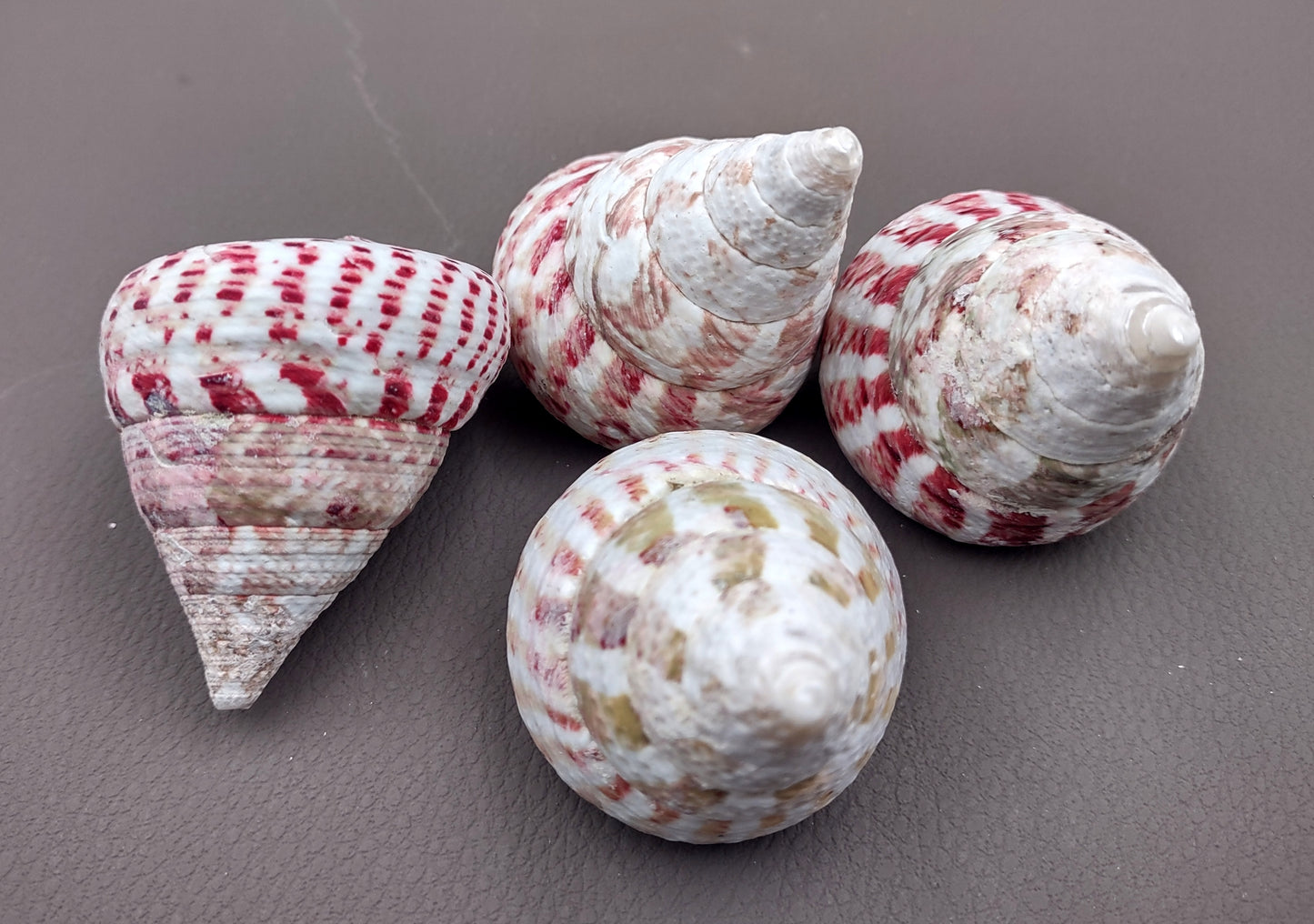 Strawberry Trochus Seashells - Techtus Conus - (4 shells approx. 1.5-2.5 inches). Four spiral pink and purple shells laid out to show the different angles. Copyright 2024 SeaShellSupply.com.
