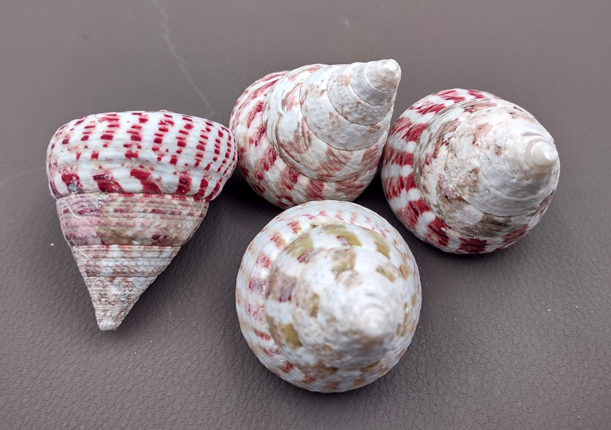 Strawberry Trochus Seashells - Techtus Conus - (4 shells approx. 1.5-2.5 inches). Four spiral pink and purple shells laid out to show the different angles. Copyright 2024 SeaShellSupply.com.