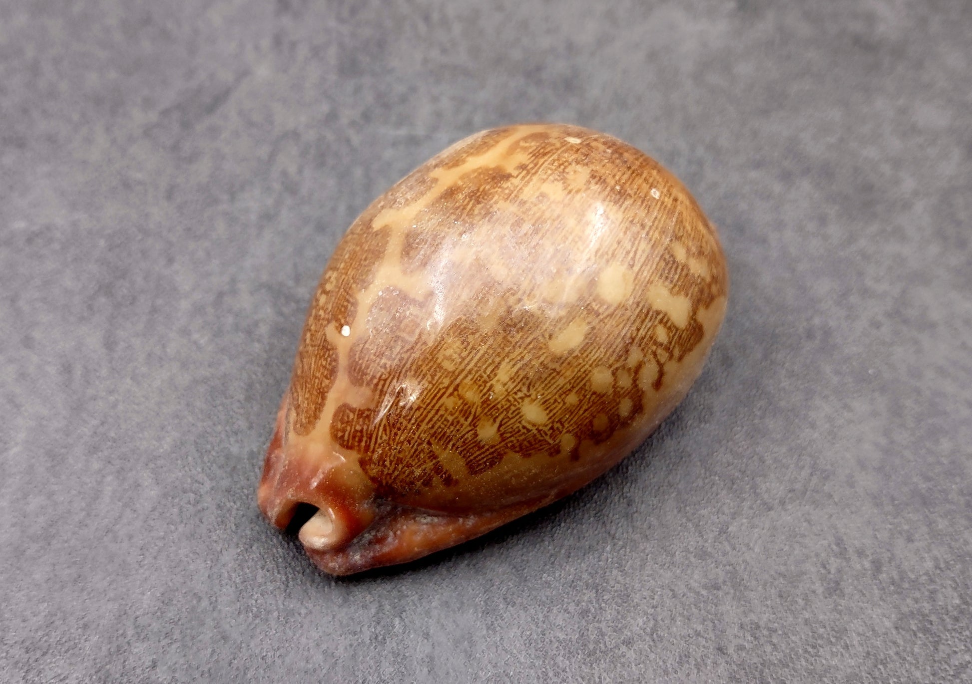 Ancient Map Cowrie Seashell - Cypraea Mappa - (1 shell approx. 2.5-3.5 Inches). One brown and tan shaped shell. Copyright 2024 SeaShellSupply.com.