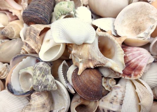 Small Seashell Assorted Ocean Mix (approx. 1 kilogram 300+ shells 0.5+ inches) Small Shell Assortment for coastal crafting & decoration!