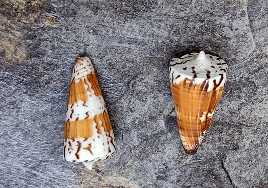 General Cone Polished - Conus Generalis - (2 shells approx. 1.5-2.5 inches). orange and white spiral shiny shells. Copyright 2022 SeaShellSupply.com.