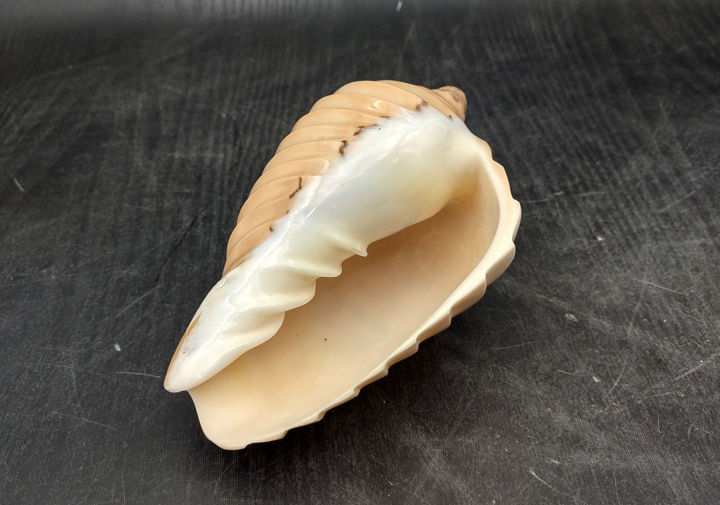 Noble Volute - Banded/Polished - Voluta Nobilis - (1 shell approx. 5.5 inches). Deeply ribbed cream colored shells. Copyright 2024 SeaShellSupply.com