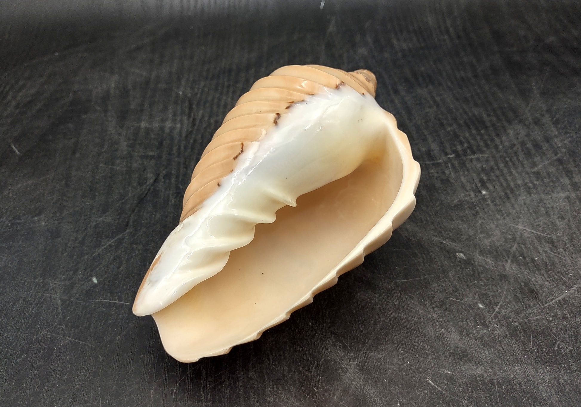 Noble Volute - Banded/Polished - Voluta Nobilis - (1 shell approx. 5.5 inches). Deeply ribbed cream colored shells. Copyright 2024 SeaShellSupply.com