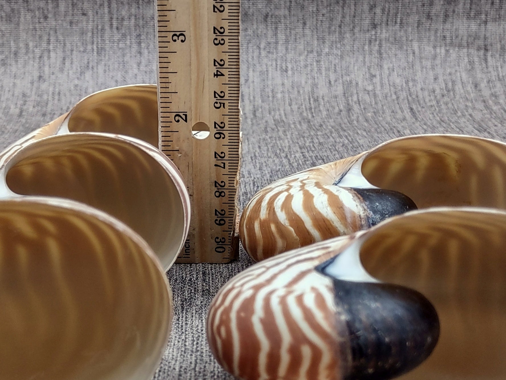 Baby Natural Nautilus Seashell - Nautilus Pompilius - (1 shell approx. 3-4 inches). One white and brown stripped spiral shell. Copyright 2022 SeaShellSupply.com.