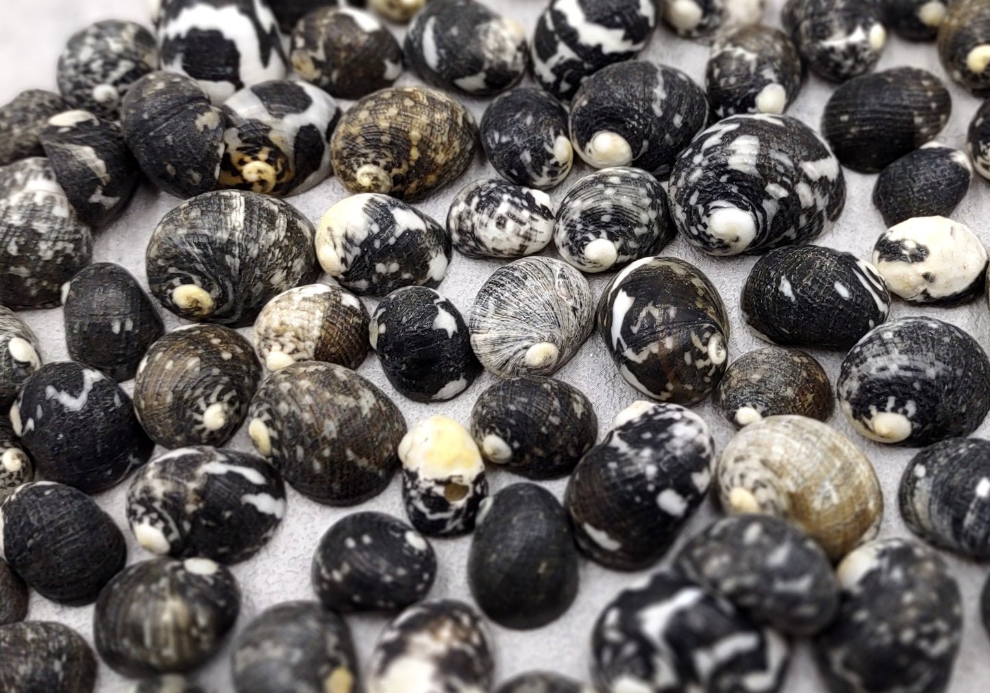 Black Moon Seashells Nerita Peloronta (approx. half cup 45+ shells 0.25+ inches) Special shells for any coastal themed arts and crafts!