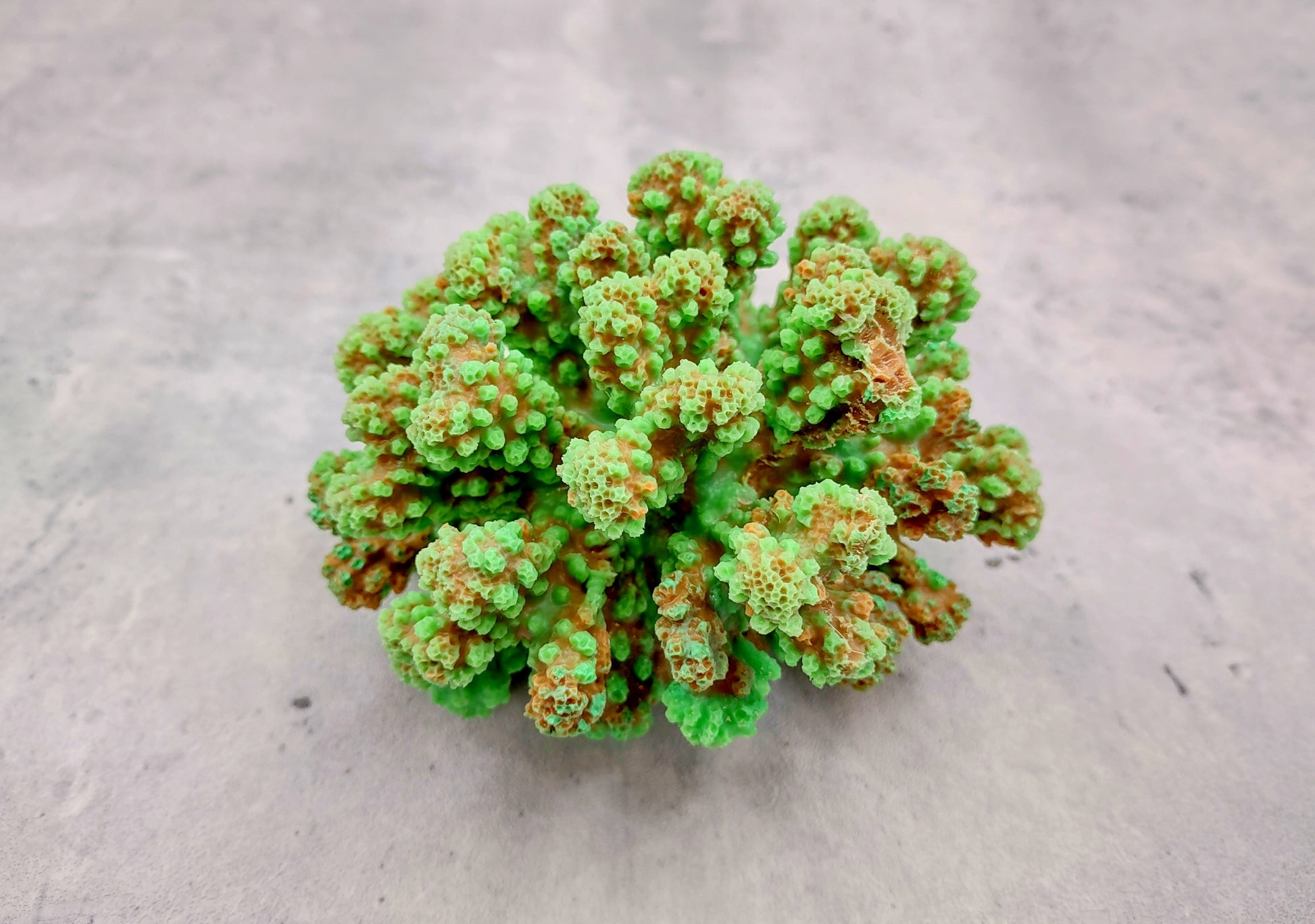 Green FAUX Cluster Coral - Pocillopora Elegans - 1 faux coral approx. 5Wx3Dx4T on light background Copyright 2024 SeaShellSupply.com.