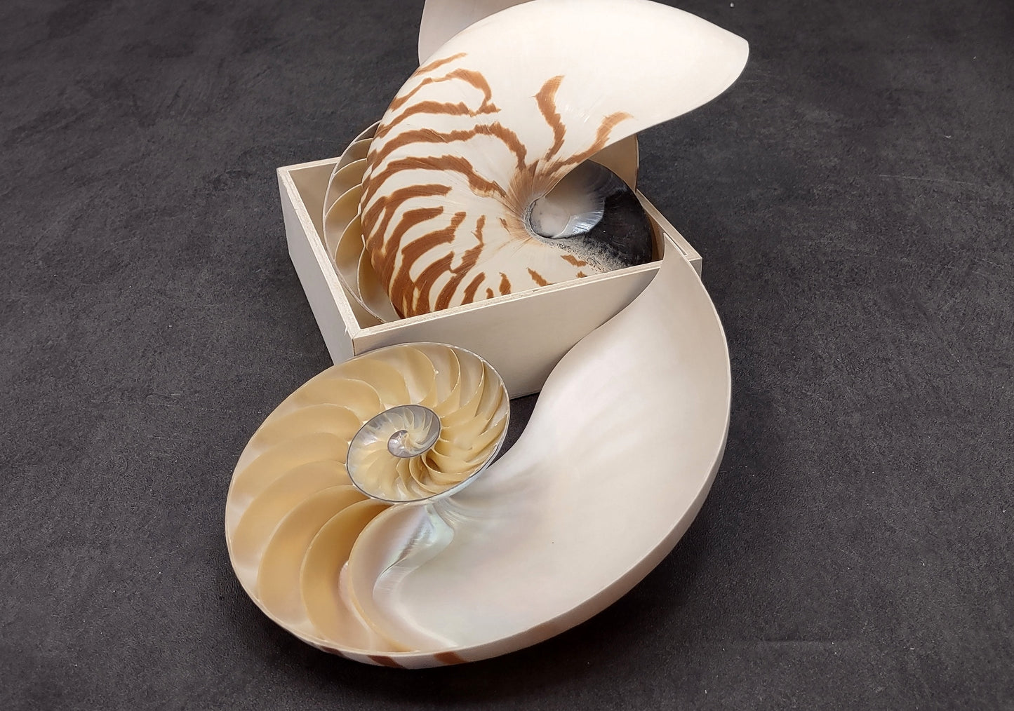 Natural Nautilus Seashell Right Cut Single Half Nautilus Pompilius (1 HALF shell approx. 6+ inches) Shells for crafts and collections!