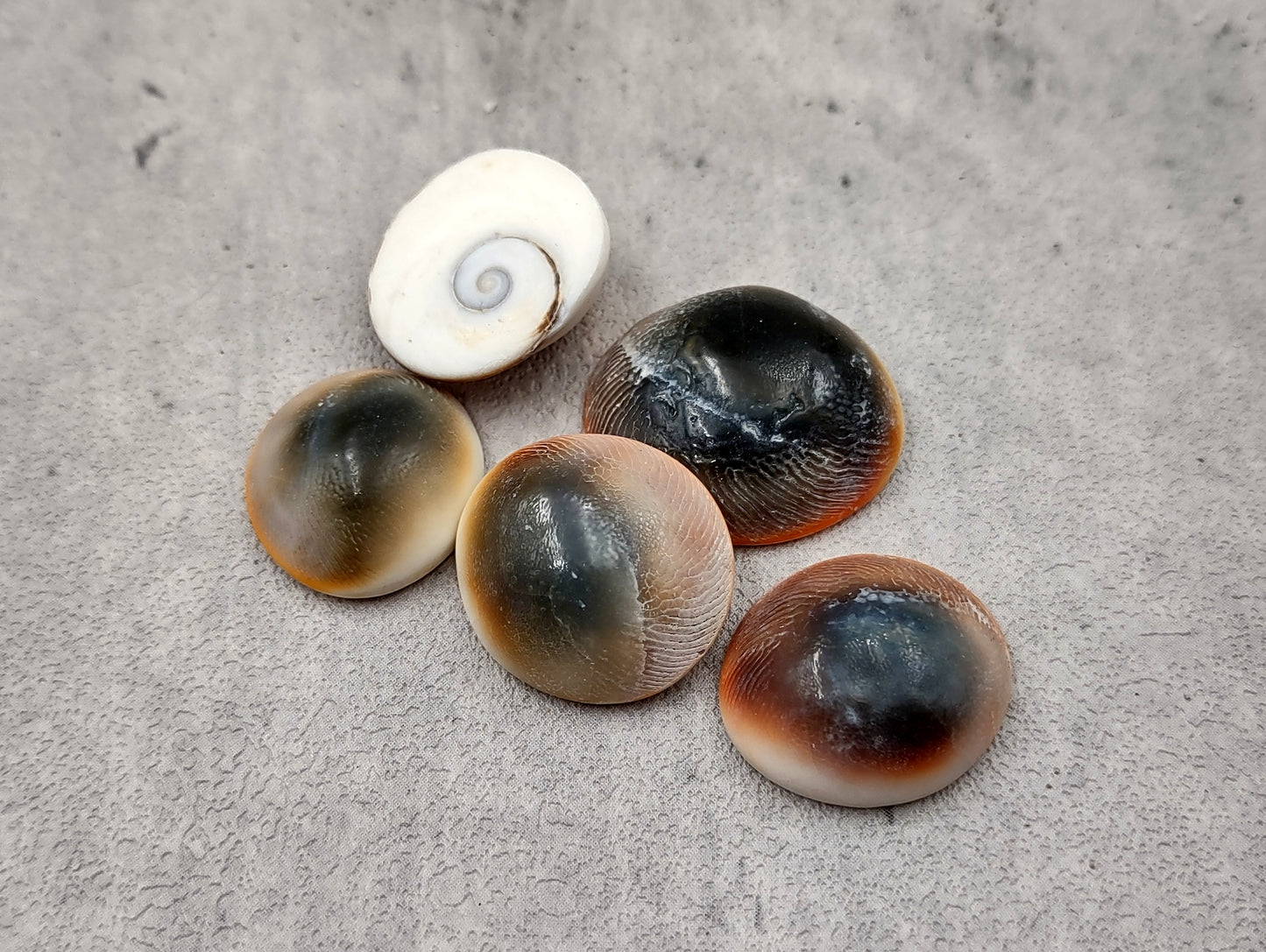 Cats Eyes Seashells Turbo Opercula (5 shells approx. 1+ inch) Unique shells for coastal crafting décor & collections!