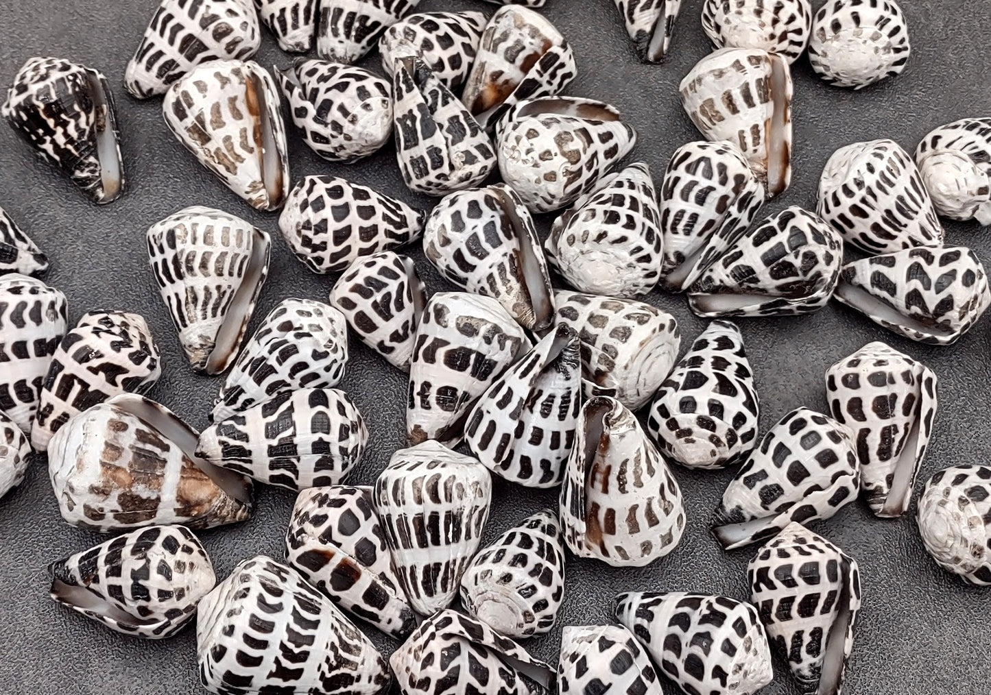 Polished Hebrew Cone Seashells (5 pcs.) - Conus Ebraeus