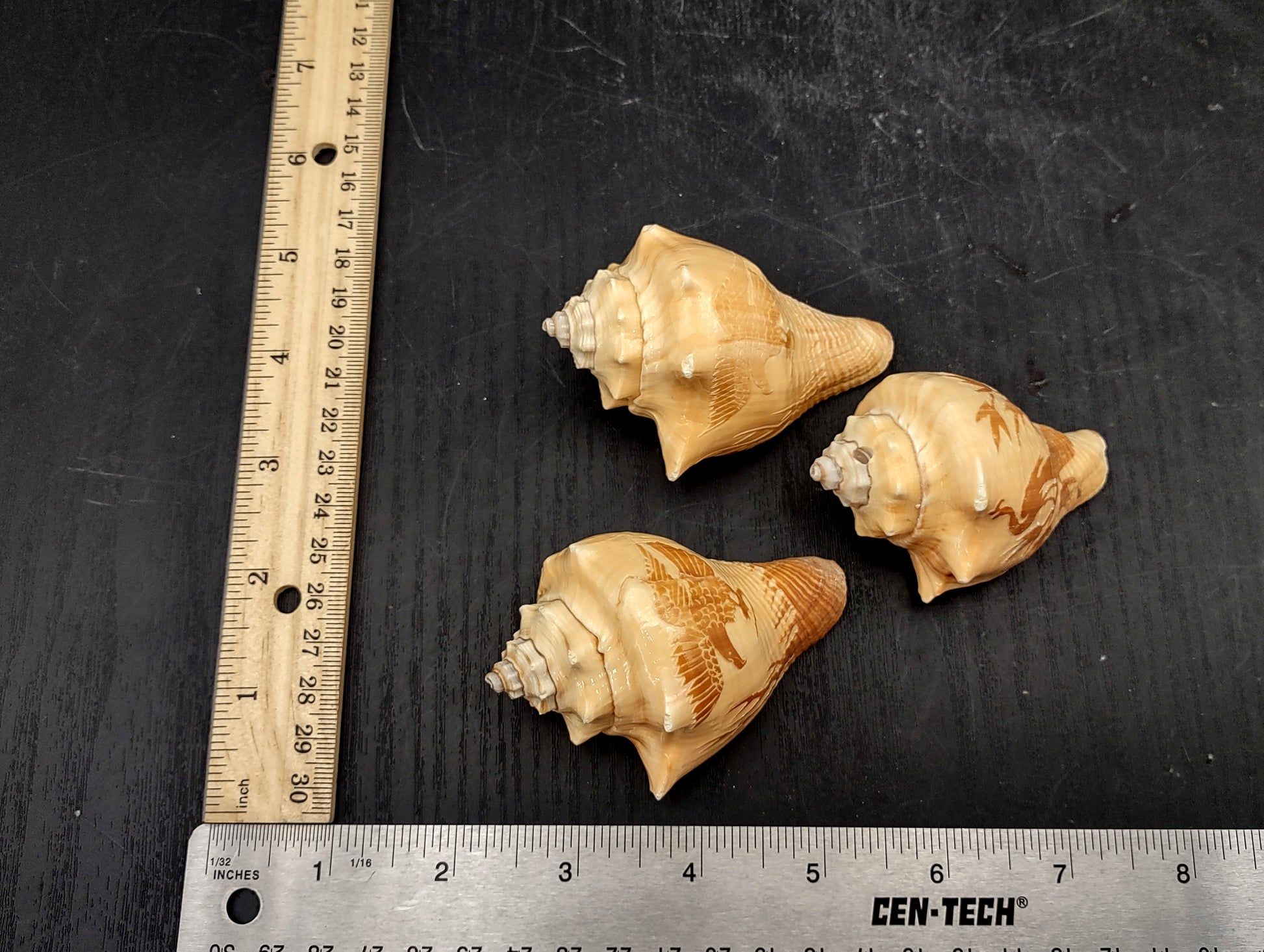 Image of Carved Conch Seashell Decorative Set Of Eagle Love Birds and Peacock (approx. 3+ in shell) Conch shell great for coastal crafting & gifting! Copyright 2024 SeashellMart.com
