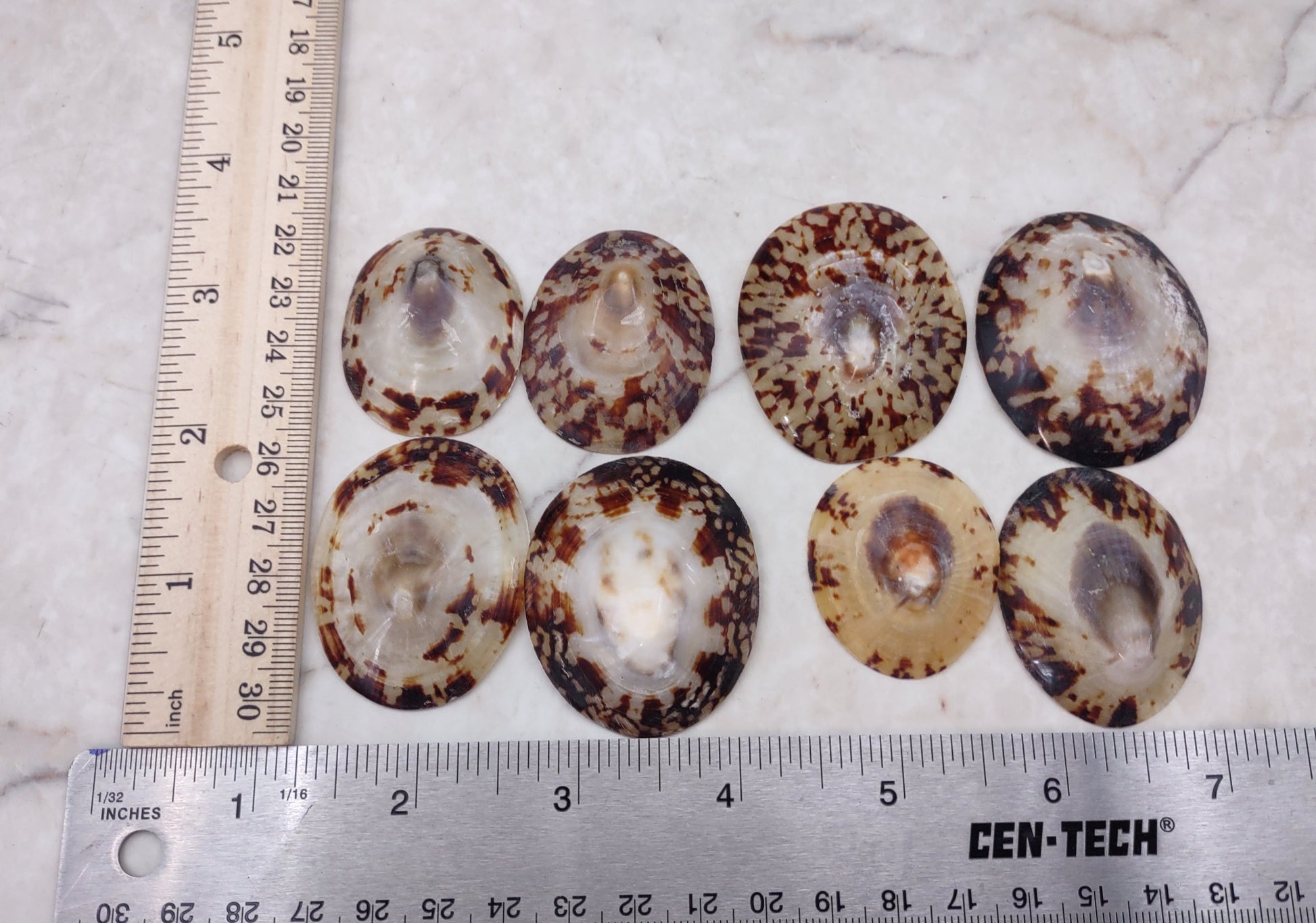 Oval Limpet Shell Pairs (2 shells) - (1.5-2 inches). One pair of brown and off-white dappled oval shells. Copyright 2024 SeaShellSupply.com.