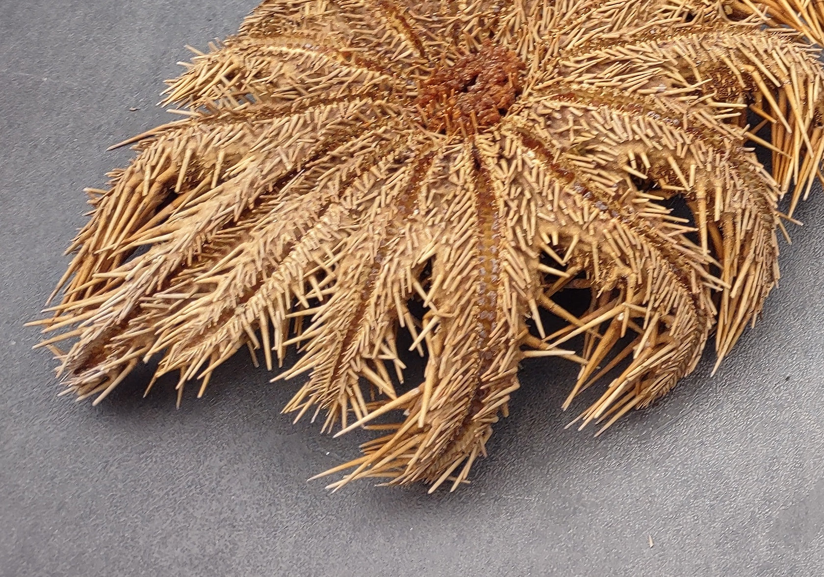 Crown of Thorns Starfish (8+ inches) - Acanthaster Planci. One thorny Starfish. Copyright 2024 SeaShellSupply.com.