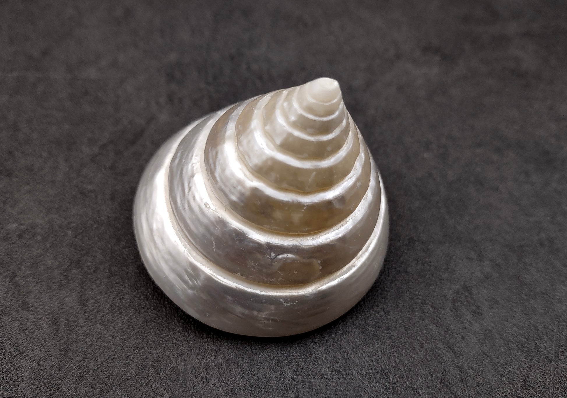 Polished Silver/Pearl Trochus Seashell (2-2.5 Inches) - Trochus Niloticus. One shiny bright spiral white shell with a wide opened base. Copyright 2024 SeaShellSupply.com.