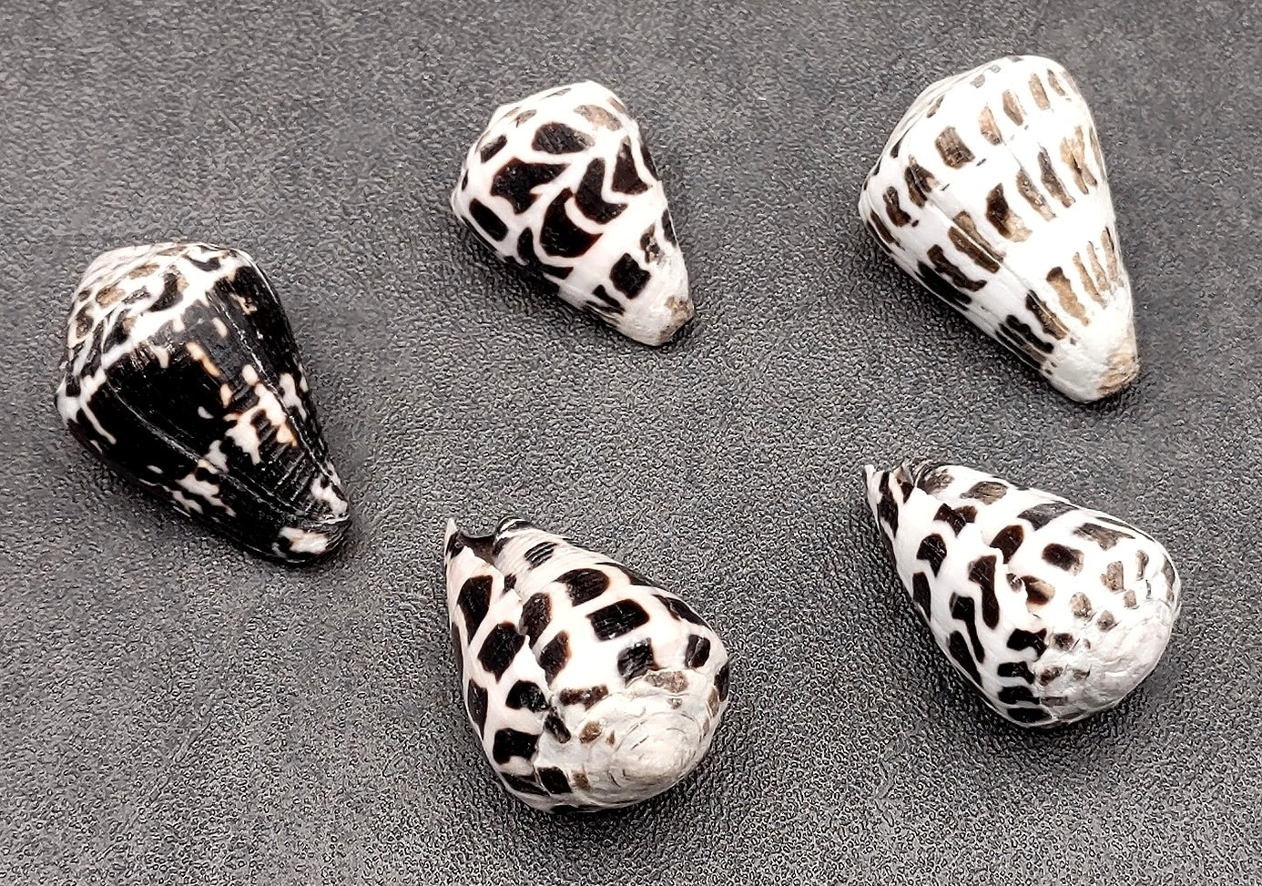 Polished Hebrew Cone Seashells (5 pcs.) - Conus Ebraeus