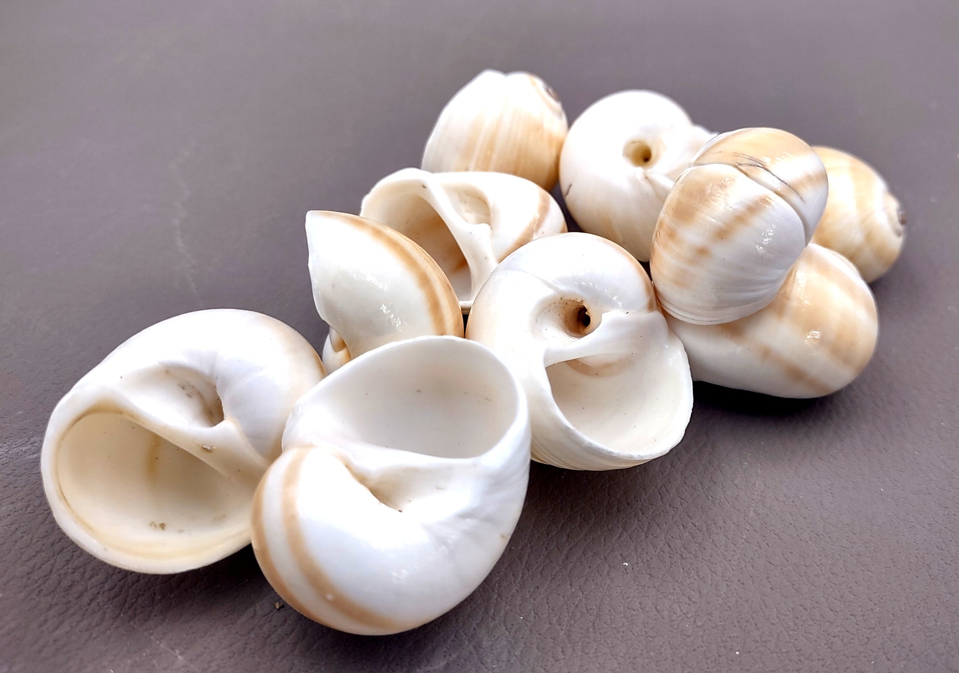Shark Eye Moon Seashells (10 pcs.) - Polinices Duplicatus. White shells with tan stripes following the spiral. Copyright 2024 SeaShellSupply.com.