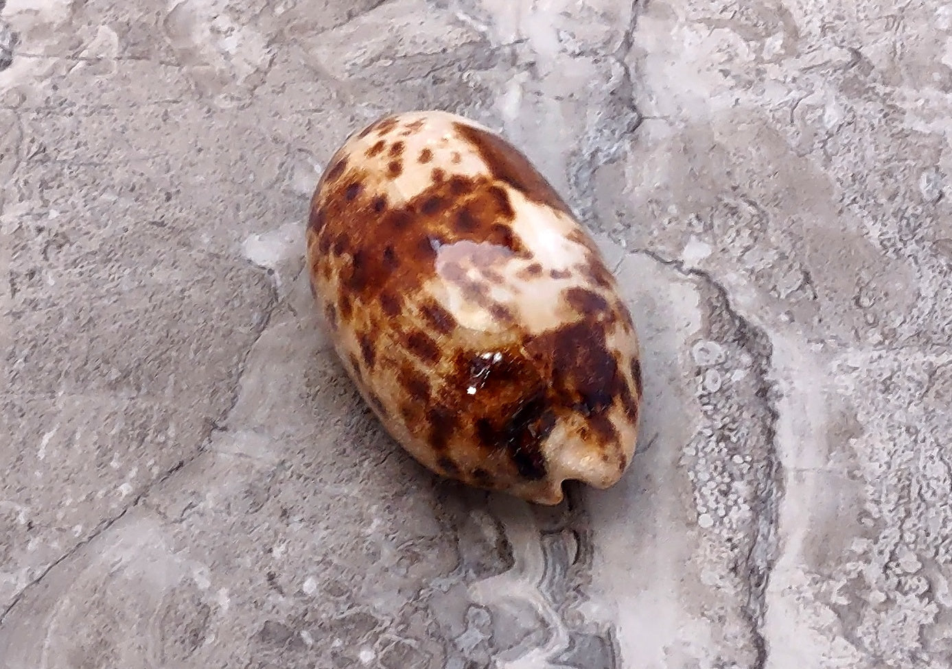 Tortoise Cowrie Seashell - Cypraea Testudinaria - (1 shell approx. 4-4.5 inches). Brown and white tinted wide wrapped shell. Copyright 2022 SeaShellSupply.com.