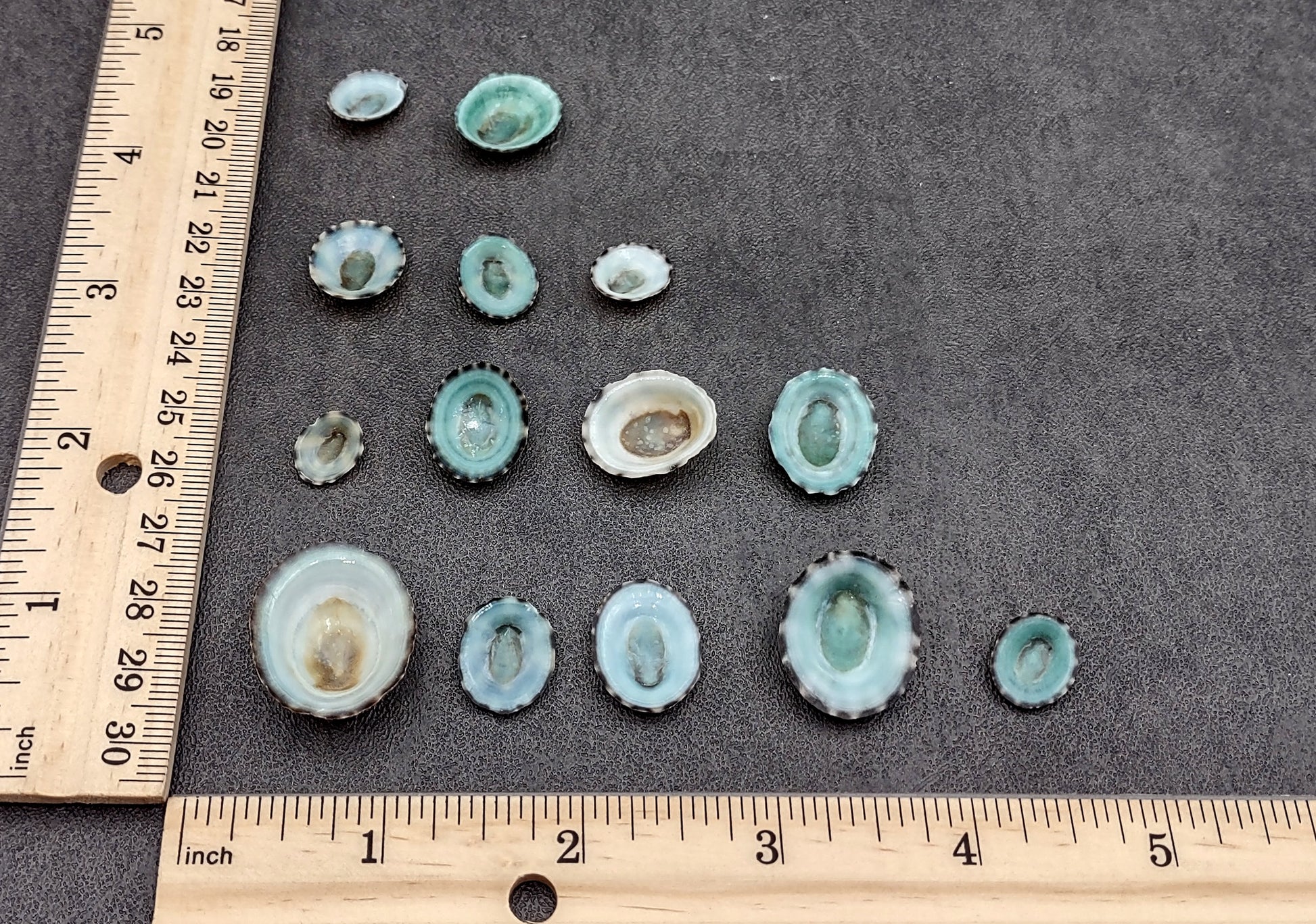 Green Limpet Seashells - Sutorria Mesoleuca - (approx. 20+ shells .5-1 inch)
Pile of small brown shell halves with greenish white interior.
Copyright 2022 SeaShellSupply.com