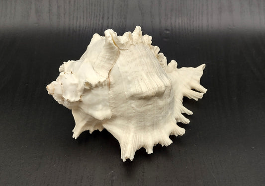 Ramose Murex Seashell (7+ inches) - Chicoreus Ramosus. White ribbed shell with spikes. Copyright 2024 SeaShellSupply.com.