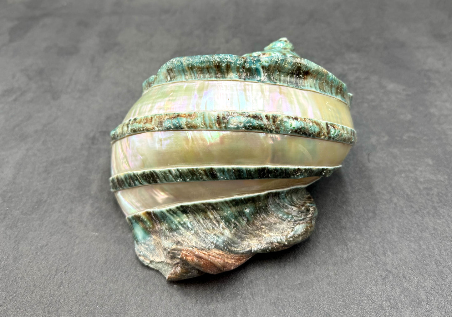 Giant Banded Turbo Shell Turbo Marmoratus (1 shell approx. 7+ inches) Great shells for coastal decor, & collection