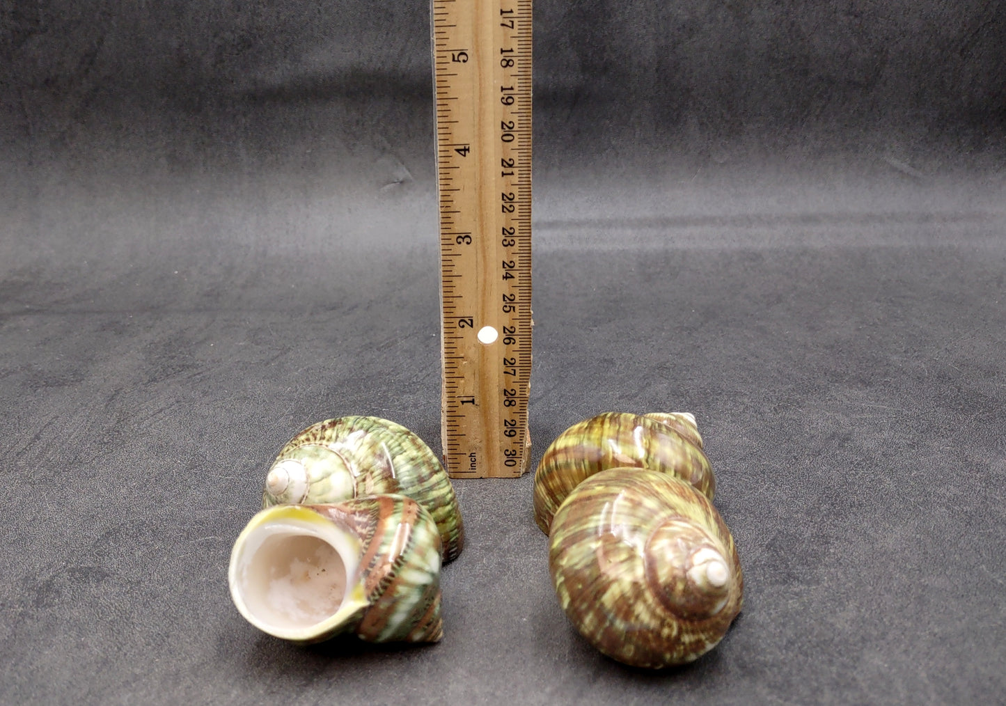 Variegated Turbo Seashells Turbo Vareigatus (2 shells approx. 2+ inches) Adorable turbo shell special for any coastal art project!