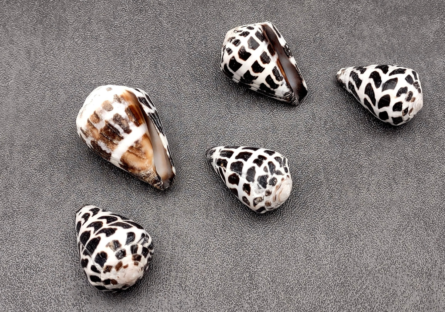 Polished Hebrew Cone Seashells (5 pcs.) - Conus Ebraeus