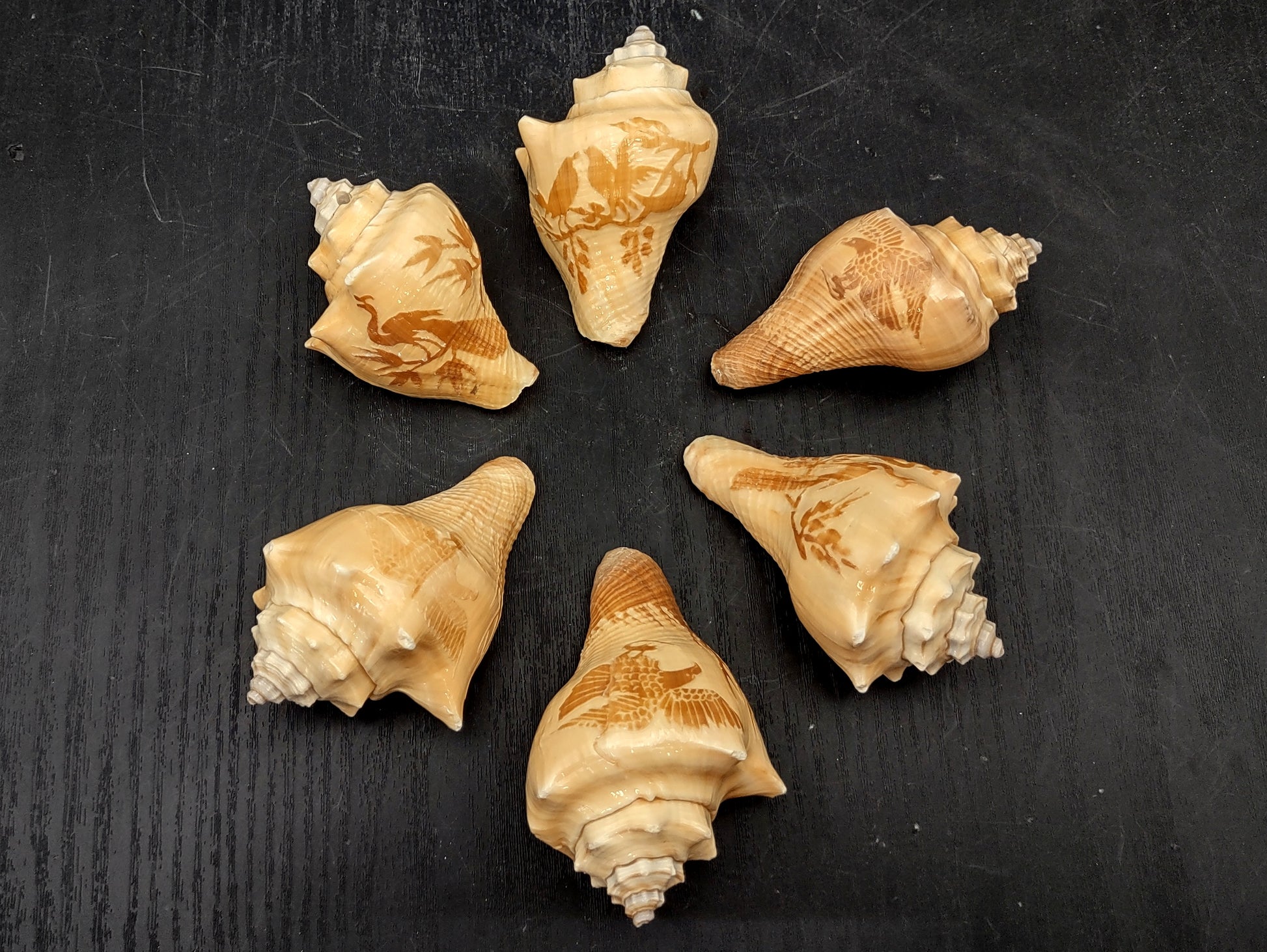 Image of Carved Conch Seashell Decorative Set Of Eagle Love Birds and Peacock (approx. 3+ in shell) Conch shell great for coastal crafting & gifting! Copyright 2024 SeashellMart.com