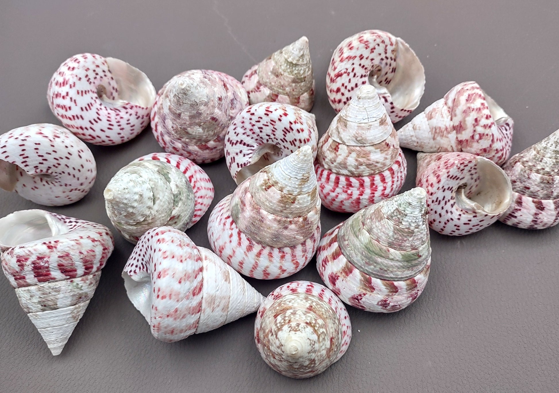 Strawberry Trochus Seashells - Techtus Conus - (4 shells approx. 1.5-2.5 inches). Four spiral pink and purple shells laid out to show the different angles. Copyright 2024 SeaShellSupply.com.