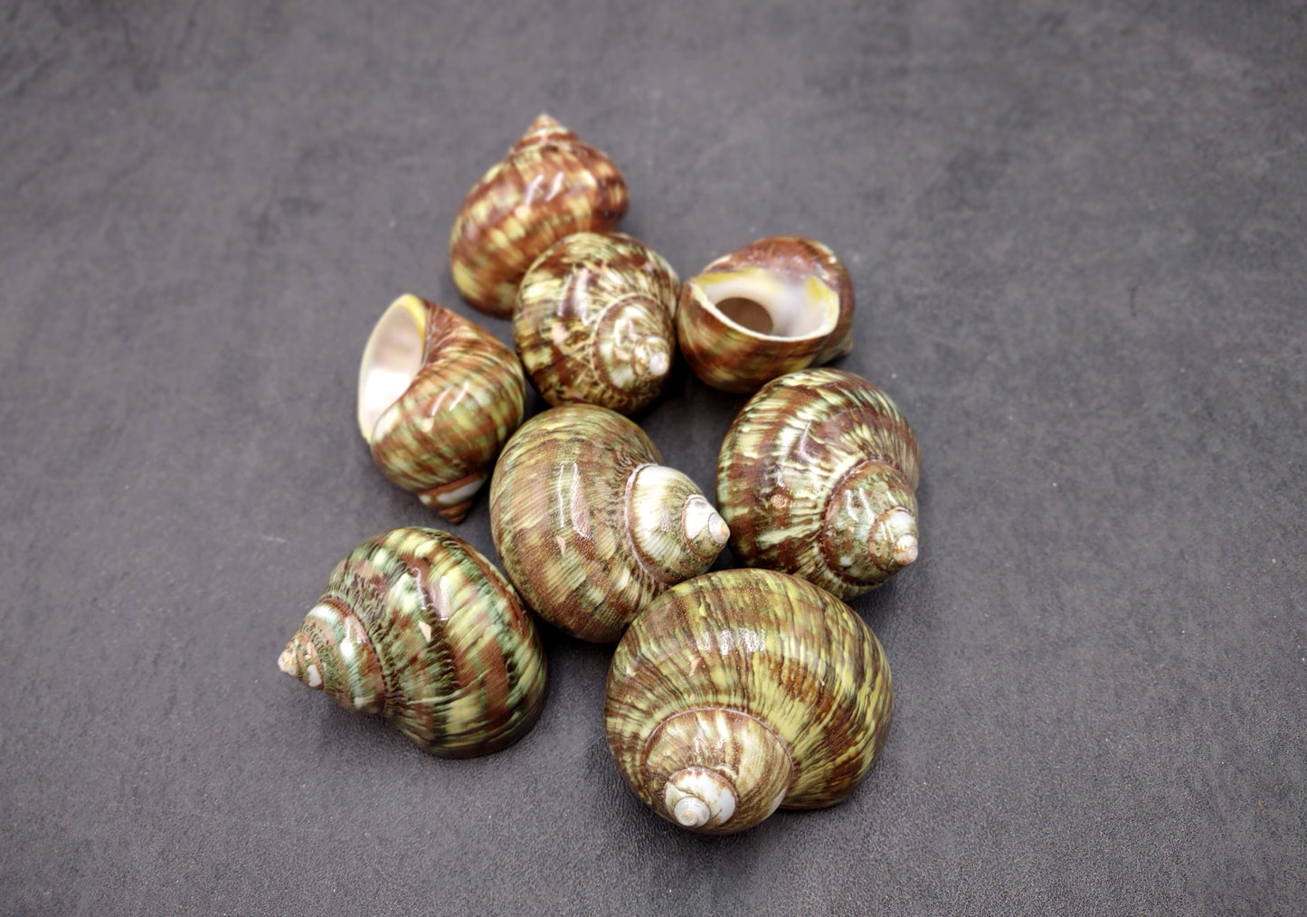 Variegated Turbo Seashells Turbo Vareigatus (2 shells approx. 2+ inches) Adorable turbo shell special for any coastal art project!
